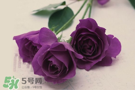 送紫玫瑰代表什么意思,送紫色玫瑰的寓意是什么