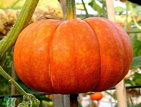 立春为什么吃南瓜饺子,立春为什么吃南瓜?