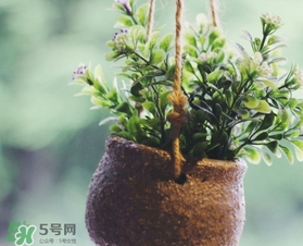 立春吃什么蔬菜,立春吃什么蔬菜好