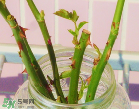 立春节气由来,立春节气由来介绍