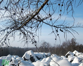 二九天是什么意思,农历二九是什么意思