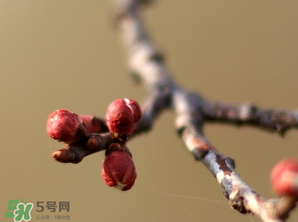 今年六九是哪天,今年六九第一天是哪一日