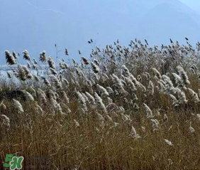 今年的五九是什么时候,今年五九是哪天开始