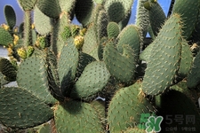 养仙人掌有什么好处和坏处,家里养仙人掌的功效和作用