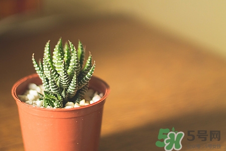 请问仙人掌可以放在卧室里面吗,仙人掌放卧室到底好不好
