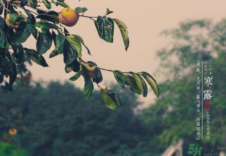 寒露不算冷,关于寒露的诗句