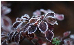 霜降是什么季节的节气?,霜降是什么季节的几月