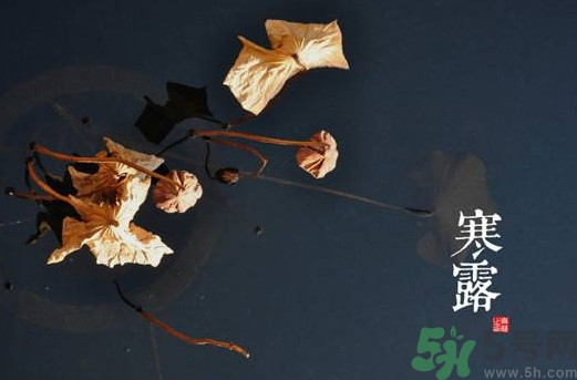 寒露是什么意思?,二十四节气寒露是什么意思