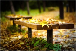 立秋是秋分吗,秋分是立秋的意思吗 立秋是秋分吗,秋分是立秋的意思吗