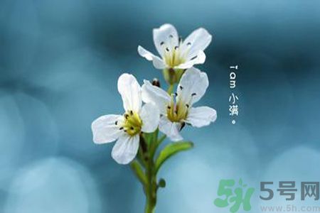 小满喝什么茶养生,小满喝什么茶好 小满喝什么茶养生,小满喝什么茶好