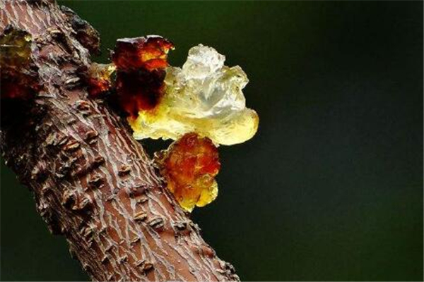 桃胶的成分,桃胶要去哪里买