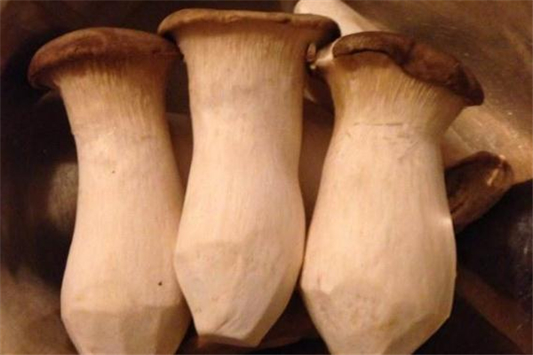 孕妇可以吃鸡腿菇吗,孕妇可以吃鸡腿菇吗早期