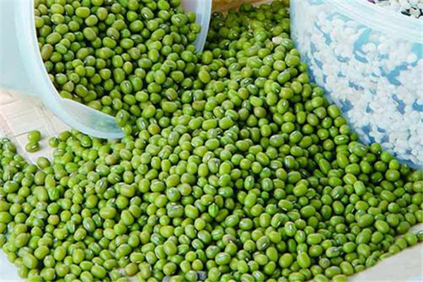 绿豆长虫了怎么办,绿豆长虫子了怎么处理