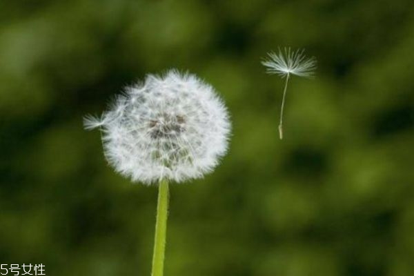蒲公英泡水能天天喝吗?,蒲公英泡水能天天喝吗,对湿气大有影响吗 蒲公英泡水能天天喝吗?,蒲公英泡水能天天喝吗,对湿气大有影响吗