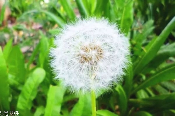 蒲公英泡水喝的功效能长期喝吗,蒲公英泡水喝的功效