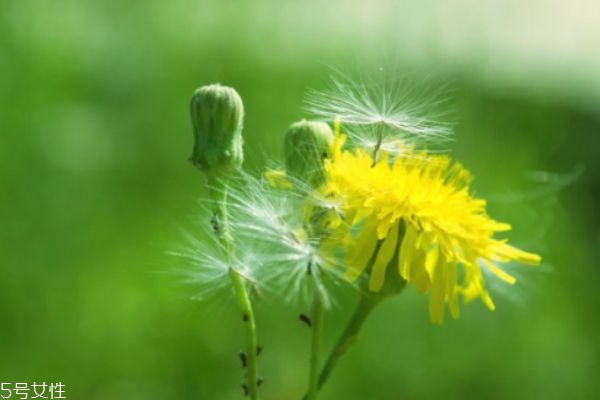 喉咙痛能喝蒲公英水吗?,喉咙疼喝蒲公英水可以吗 喉咙痛能喝蒲公英水吗?,喉咙疼喝蒲公英水可以吗