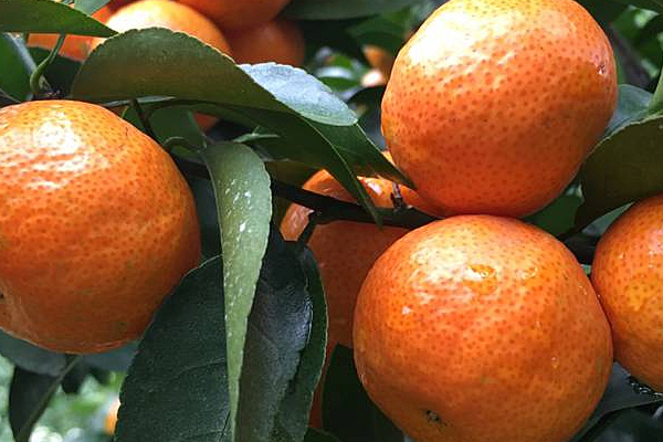 砂糖橘是小的好吃还是大的好吃,砂糖橘大小哪个好吃