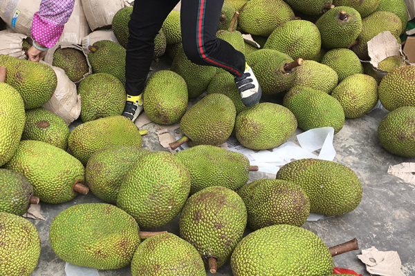 菠萝蜜越大越好吃吗?,菠萝蜜是越大越好吗 菠萝蜜越大越好吃吗?,菠萝蜜是越大越好吗