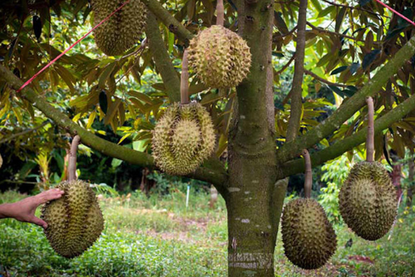 榴莲越大越好吗,榴莲越大越好吃吗