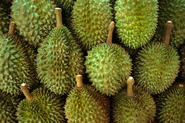 青色榴莲能吃吗,青色的榴莲可以吃吗