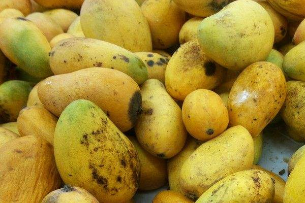 芒果外皮有黑斑能吃吗,芒果长黑斑是怎么回事能吃吗 芒果外皮有黑斑能吃吗,芒果长黑斑是怎么回事能吃吗