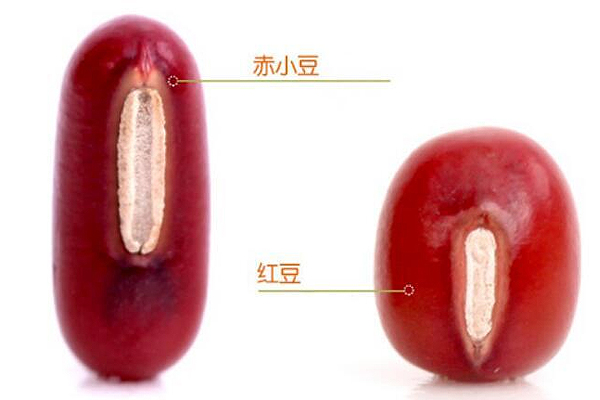 赤小豆和红豆有什么区别,赤小豆和红豆有什么区别功效