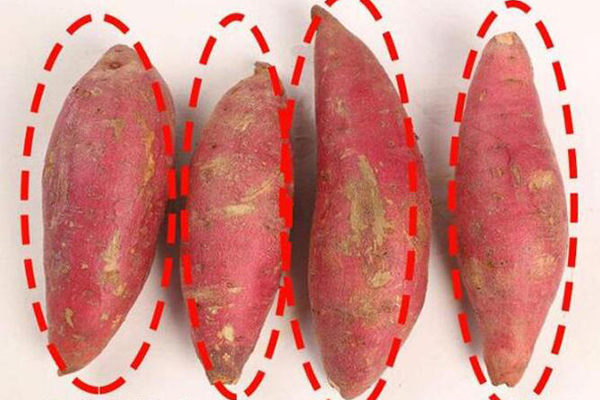 红薯长的好还是圆的好:视频,红薯选长的还是圆的