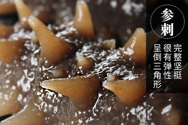 海参的刺长好还是短好,海参身上的刺多好还是刺少好