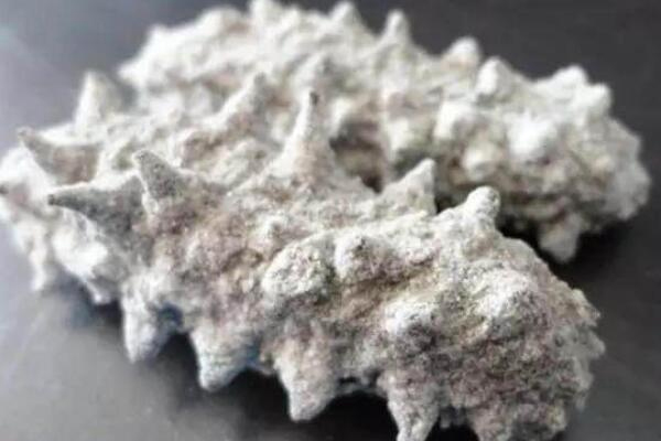 盐干海参的危害,盐干海参有营养吗