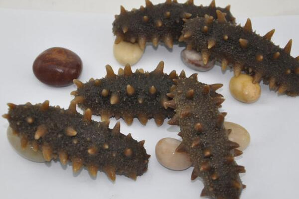 淡干海参是什么意思,海参纯淡干是什么意思 淡干海参是什么意思,海参纯淡干是什么意思