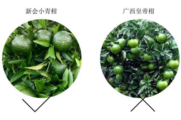 小青柑核心产区,小青柑分什么种类 小青柑核心产区,小青柑分什么种类