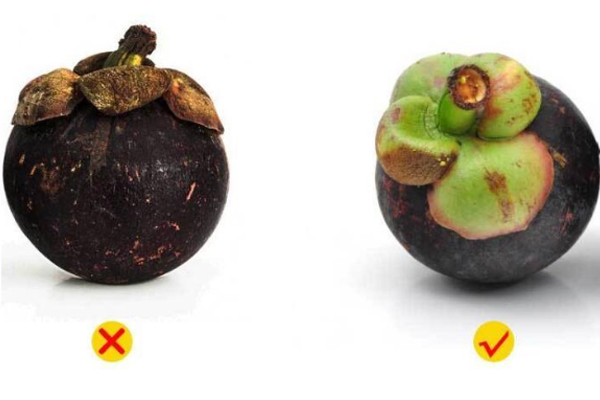 山竹有几瓣,山竹的叶子