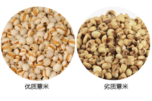 薏米怎么看好坏,薏米好坏鉴别