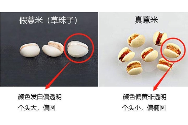 怎么区分薏米真假,如何辨别薏米真假 怎么区分薏米真假,如何辨别薏米真假
