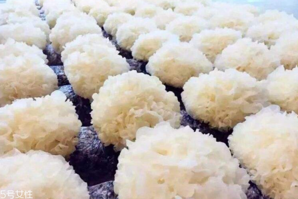银耳为什么是白色的,正常银耳颜色 银耳为什么是白色的,正常银耳颜色
