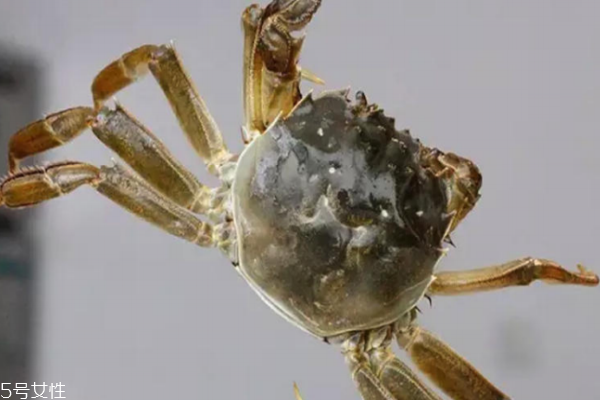 大闸蟹是什么颜色的,大闸蟹的颜色是什么颜色