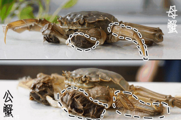 大闸蟹腿上有毛的是公的还是母的,大闸蟹腿上的毛是怎么回事