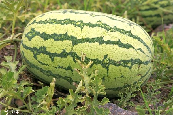 西瓜熟了什么声音,西瓜的声音怎样才是熟了的