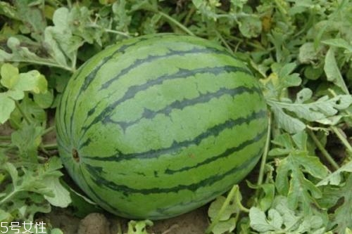 中国最大的西瓜产地是哪里,西瓜产地哪里多