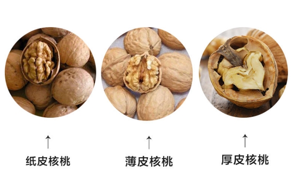 纸皮核桃和硬壳核桃哪种好,纸皮核桃好还是厚皮核桃好