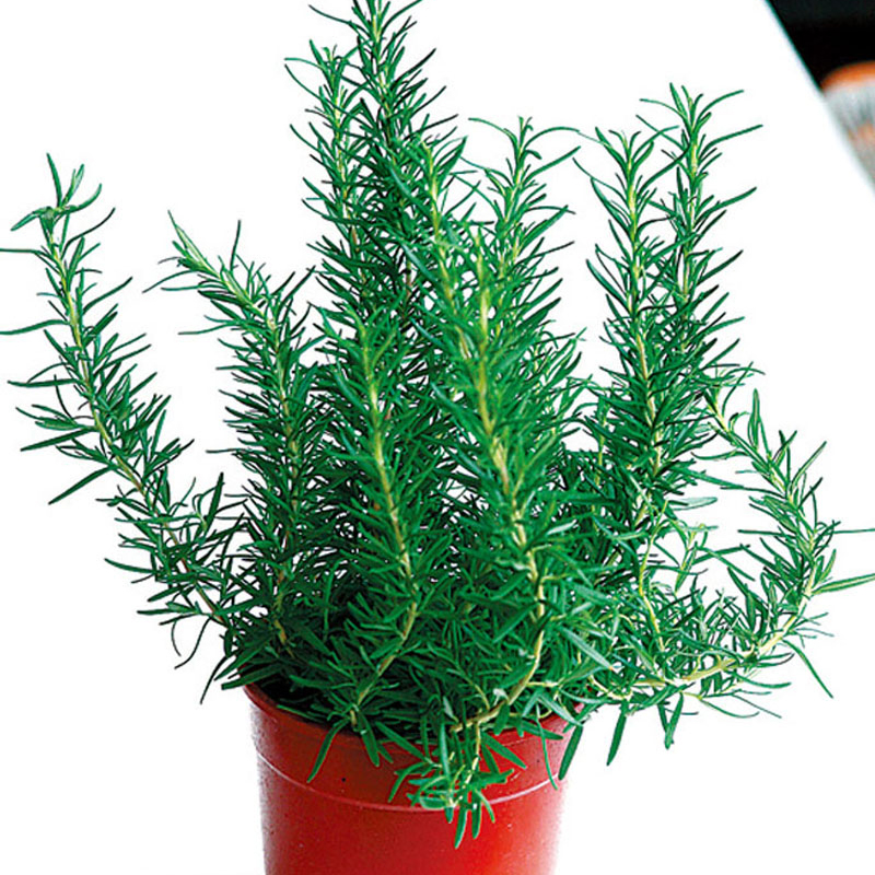 香草花怎么养,香草怎么种植