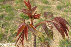 香椿和臭椿的区别在哪里,臭椿和香椿有什么关系