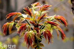 香椿怎样长期保存,香椿怎样长期保存能冷冻吗 香椿怎样长期保存,香椿怎样长期保存能冷冻吗