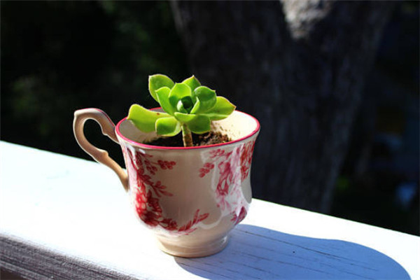 桌上植物推荐,适合放在桌子上的植物