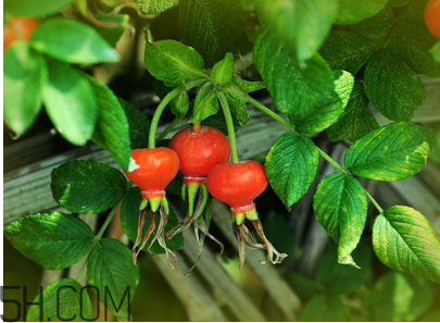 unichi玫瑰果胶囊有没有副作用,unichi玫瑰果胶囊怎么吃 unichi玫瑰果胶囊有没有副作用,unichi玫瑰果胶囊怎么吃