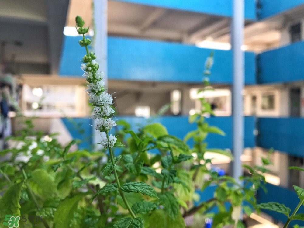 熬夜之后如何快速恢复精神,熬夜怎样快速恢复