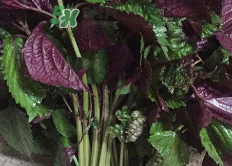 紫苏叶泡脚功效和作用及禁忌症,用紫苏叶泡脚有什么好处