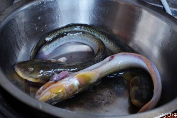 孕妇可以吃海鲶鱼吗(孕妇可以吃海鲶鱼吗)