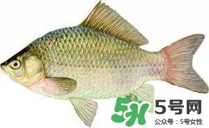风干喜头鱼的做法,红烧喜头鱼的做法