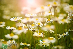 风水室内植物的摆放,你家里的植物摆放符合风水要求吗?